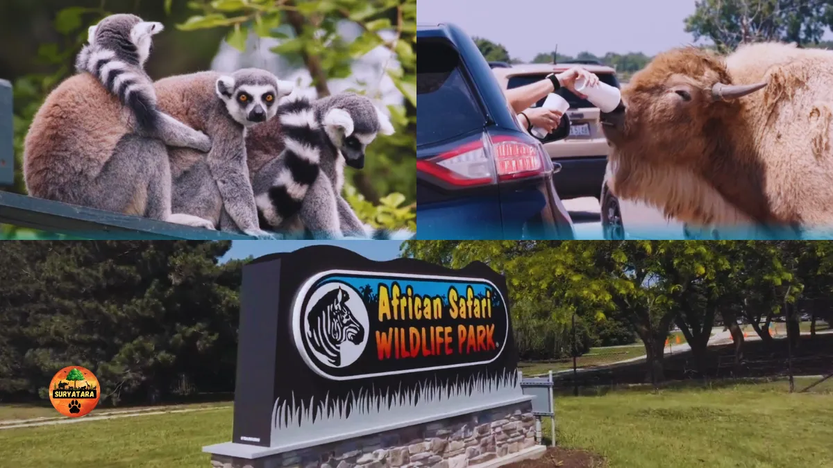 Africian Safari Wildlife